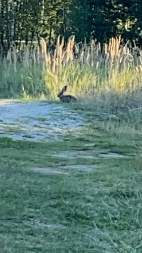 Brown Hare
