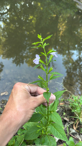 sharpwing monkeyflower