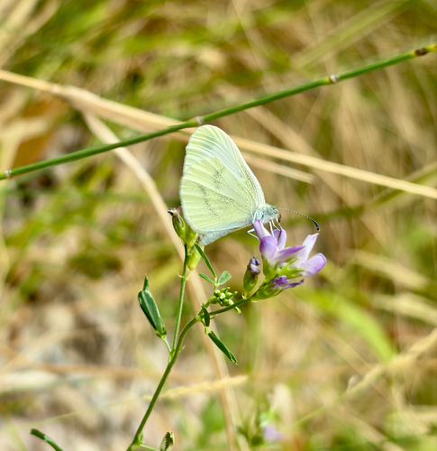 Wood White