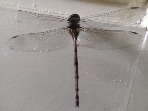 Dingy Dusk-darter