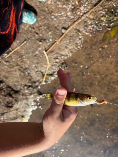 Yellow Perch