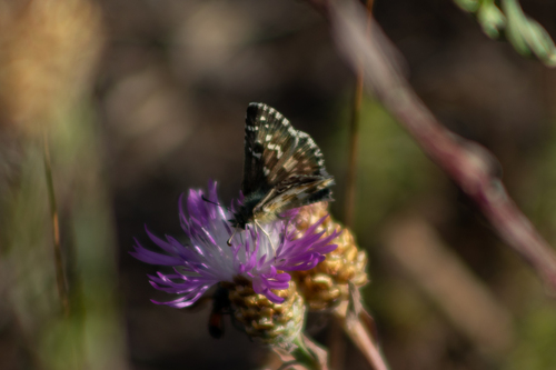 Oberthür's grizzled skipper
