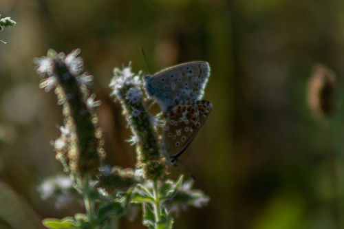Adonis Blue