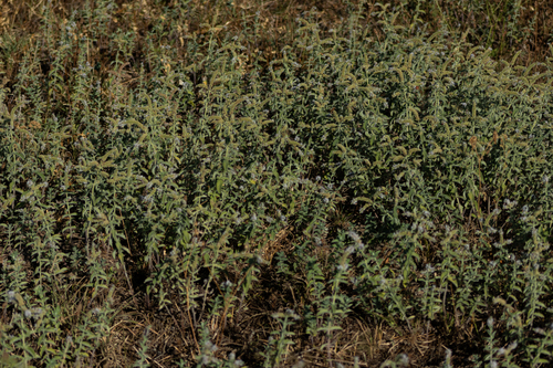 Horse Mint