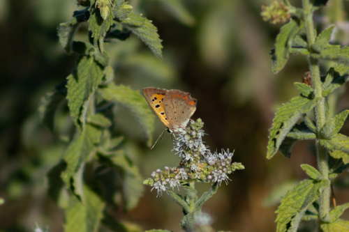 Small Copper