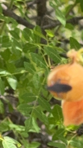 Lycus fernandezi