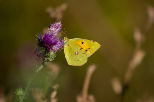 Clouded Yellow