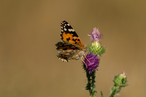 Painted Lady
