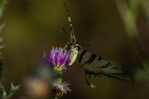 Scarce Swallowtail