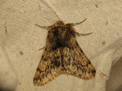 Apocheima hispidaria