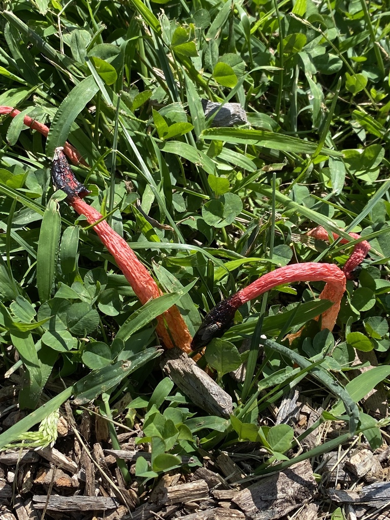 Wrinkly Stinkhorn · September 2026 · photo: Photo: (c) Adam Leisenring, some rights reserved (CC BY) · iNaturalist
