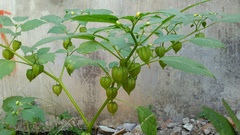Physalis angulata