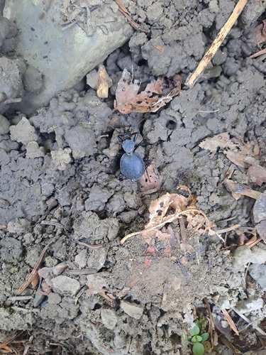 Cychrus italicus