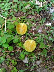 Physalis angulata