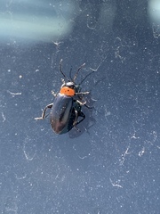 Disonycha triangularis