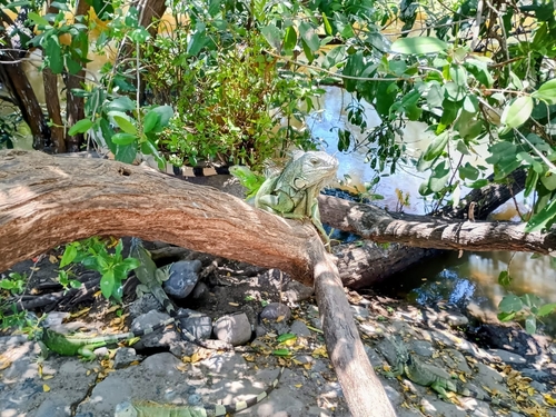 Green Iguana (Iguana iguana)