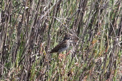 Passerculus sandwichensis beldingi