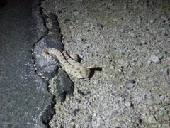 Crotalus cerastes cerastes