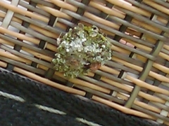 Leucochrysa (Nodita) pavida image