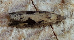 Endothenia quadrimaculana
