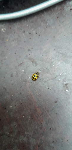 Fourteen-spotted Lady Beetle