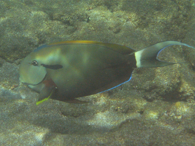 Epaulette surgeonfish