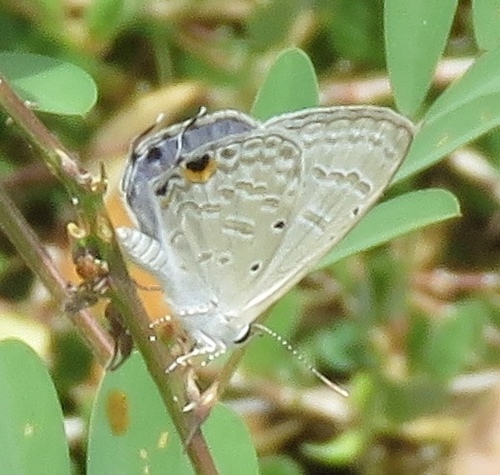 Forget-me-not