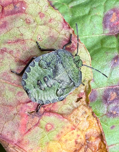 Green Shield Bug