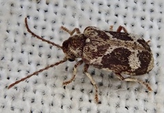 Ptinomorphus imperialis