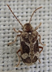 Ptinomorphus imperialis