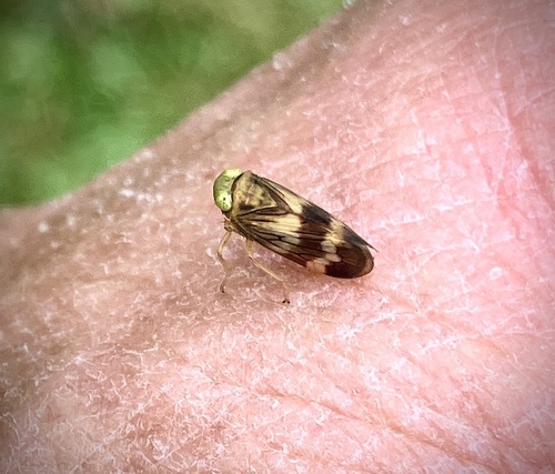 Coppery Leafhopper