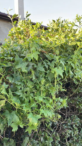 Eastern White-bryony