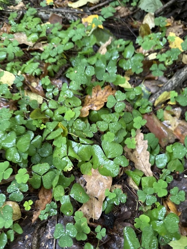 Наблюдение на iNaturalist
