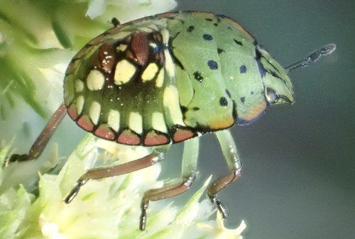 Southern Green Stink Bug