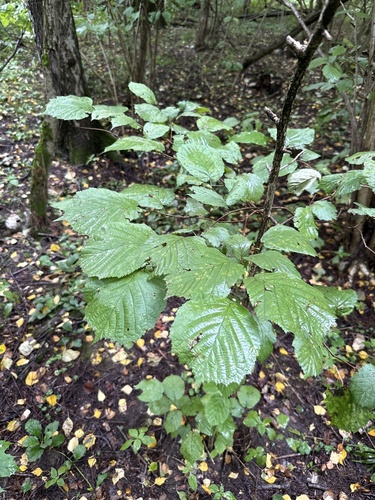 Наблюдение на iNaturalist