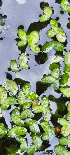 Lemna minuta, photograph 1