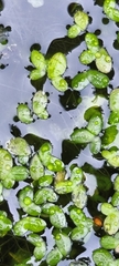 Lemna minuta