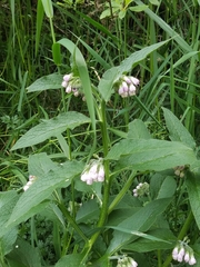 Symphytum officinale