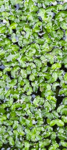 Lemna minuta, photograph 2