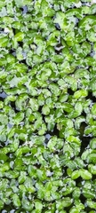 Lemna minuta, photograph (c) Jose Castro, some rights reserved (CC BY)
