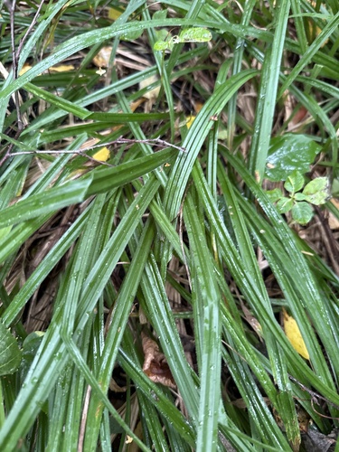 Наблюдение на iNaturalist