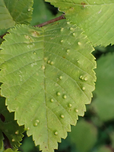 Elm Leaf Gall Mite