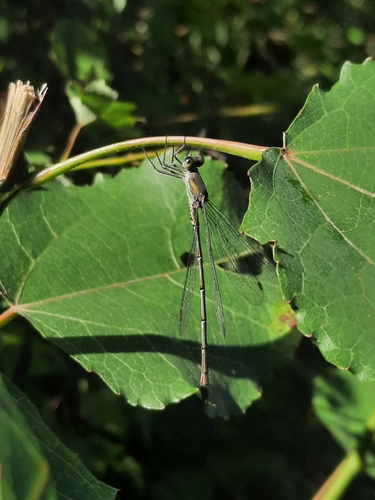 Western Willow Spreadwing