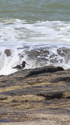 American Oystercatcher