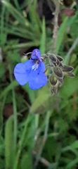 Commelina tuberosa