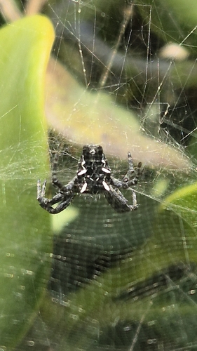 Tropical Tent-web Spider