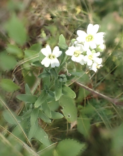 hoary alyssum