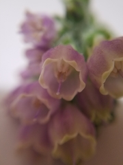 Symphytum officinale