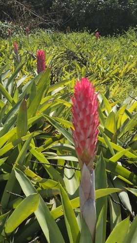 Quesnelia quesneliana