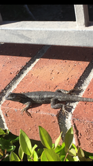 Sceloporus occidentalis